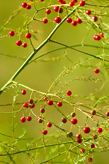 Image showing fruits of asparagus officinalis