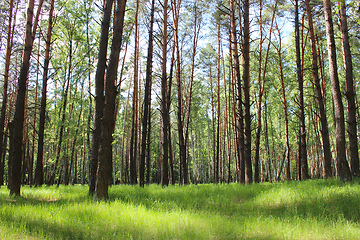 Image showing birchwood in the spring