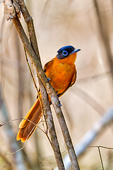 Image showing Madagascar bird Paradise-flycatcher, Terpsiphone mutata