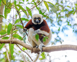 Image showing Coquerel\'s sifaka, Madagascar wildlife
