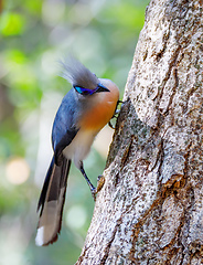 Image showing bird Crested coua (Coua cristata) Madagascar