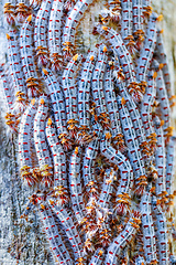 Image showing Shoe Lace caterpillars Madagascar wildlife