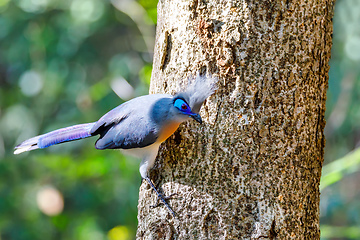 Image showing bird Crested coua (Coua cristata) Madagascar