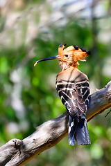 Image showing Madagascan hoopoe Madagascar wildlife bird