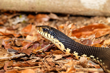 Image showing Malagasy snake Giant Hognose, Madagascar wildlife