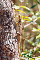 Image showing common collared iguanid lizard, madagascar