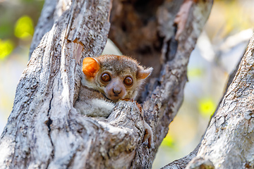 Image showing small night sportive lemur, Madagascar wildlife