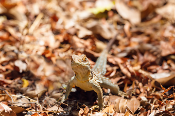 Image showing common collared iguanid lizard, madagascar