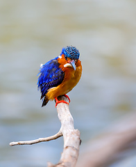 Image showing bird kingfisher, madagascar wildlife
