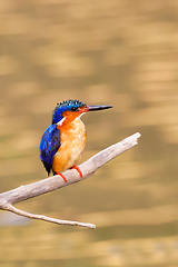 Image showing bird kingfisher, madagascar wildlife