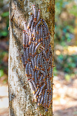 Image showing Shoe Lace caterpillars Madagascar wildlife