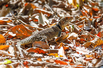 Image showing common collared iguanid lizard, madagascar