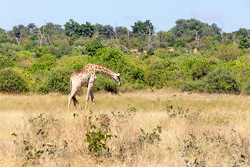 Image showing South African giraffe Chobe, Botswana safari