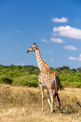 Image showing South African giraffe Chobe, Botswana safari