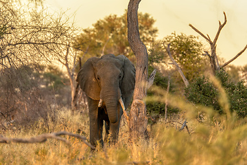 Image showing African Elephant in Moremi, Botswana safari wildlife