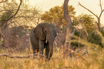 Image showing African Elephant in Moremi, Botswana safari wildlife