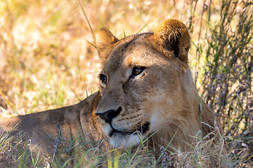 Image showing lion without a mane Botswana Africa safari wildlife