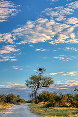 Image showing Moremi game reserve landscape, Africa wilderness