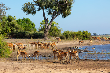 Image showing drinking herd of impala in Chobe, Botswana