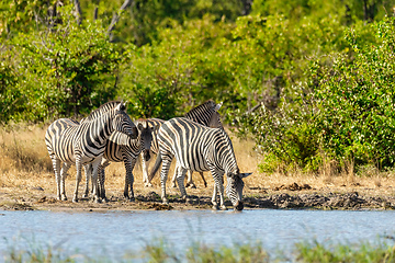 Image showing Zebra in bush, Botswana Africa wildlife