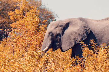 Image showing African Elephant in Chobe, Botswana safari wildlife