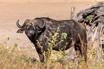 Image showing Cape Buffalo at Chobe, Botswana safari wildlife