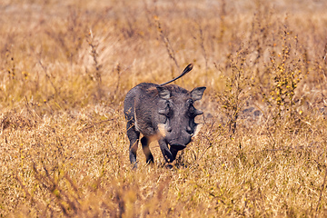 Image showing Warthog in Chobe reserve, Botswana safari wildlife