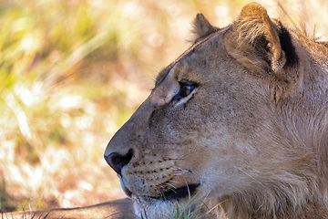 Image showing lion without a mane Botswana Africa safari wildlife