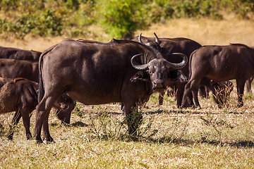 Image showing Cape Buffalo at Chobe, Botswana safari wildlife