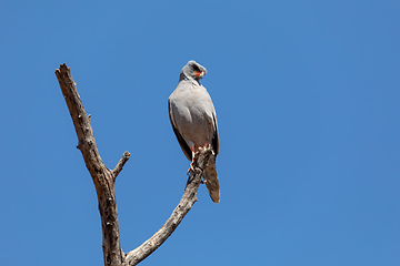 Image showing Pale chanting goshawk, Botswana Africa wildlife