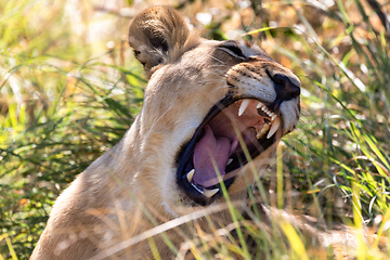 Image showing lion without a mane Botswana Africa safari wildlife