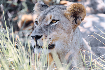 Image showing lion without a mane Botswana Africa safari wildlife