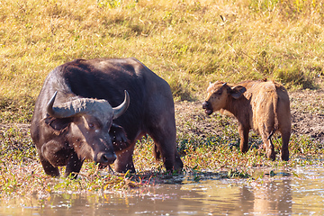 Image showing Cape Buffalo at Chobe, Botswana safari wildlife