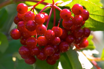 Image showing Berries of arrowwood