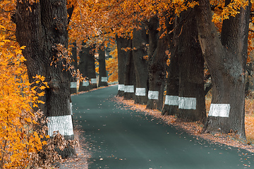 Image showing fall colored trees on alley in autumn