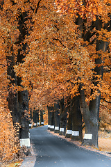 Image showing fall colored trees on alley in autumn