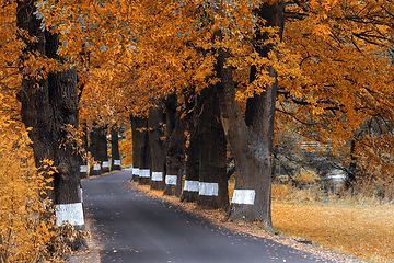 Image showing fall colored trees on alley in autumn