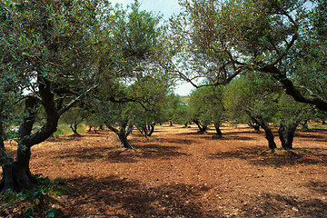 Image showing Olive trees Olea europaea in Crete, Greece for olive oil production