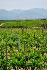 Image showing Wineyard with grape rows