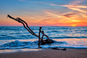 Image showing ld wood trunk snag in water at beach on beautiful sunset