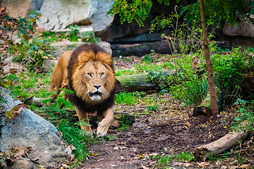 Image showing Lion in jungle forest in nature