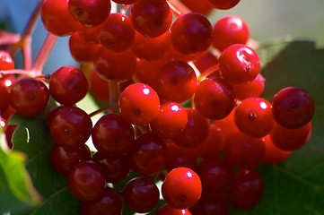 Image showing Berries of arrowwood