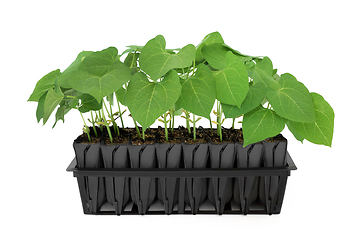 Image showing French Beans Growing in Root Trainer