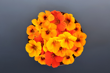 Image showing Edible Nasturtium Flower Health Food