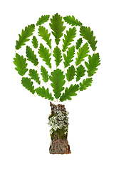 Image showing Oak Tree Abstract Eco Friendly Symbol