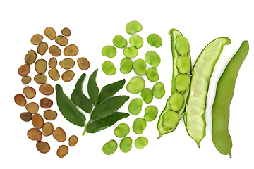 Image showing Broad Bean Legumes High Fibre Health Food 