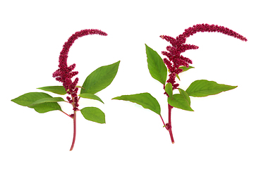 Image showing Amaranthus Plants with Amaranth Seeds