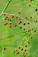 Image showing fruits of asparagus officinalis