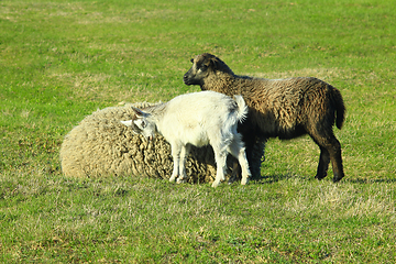 Image showing goats and lambs play on pasture