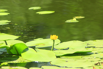 Image showing yellow flower of Nuphar lutea